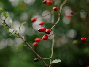 Preview wallpaper rose hip, bush, plant, berry