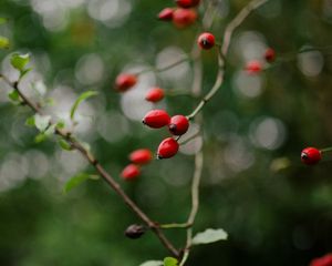 Preview wallpaper rose hip, bush, plant, berry