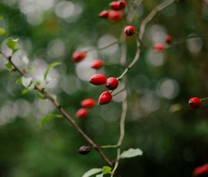 Preview wallpaper rose hip, bush, plant, berry