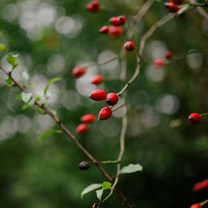 Preview wallpaper rose hip, bush, plant, berry