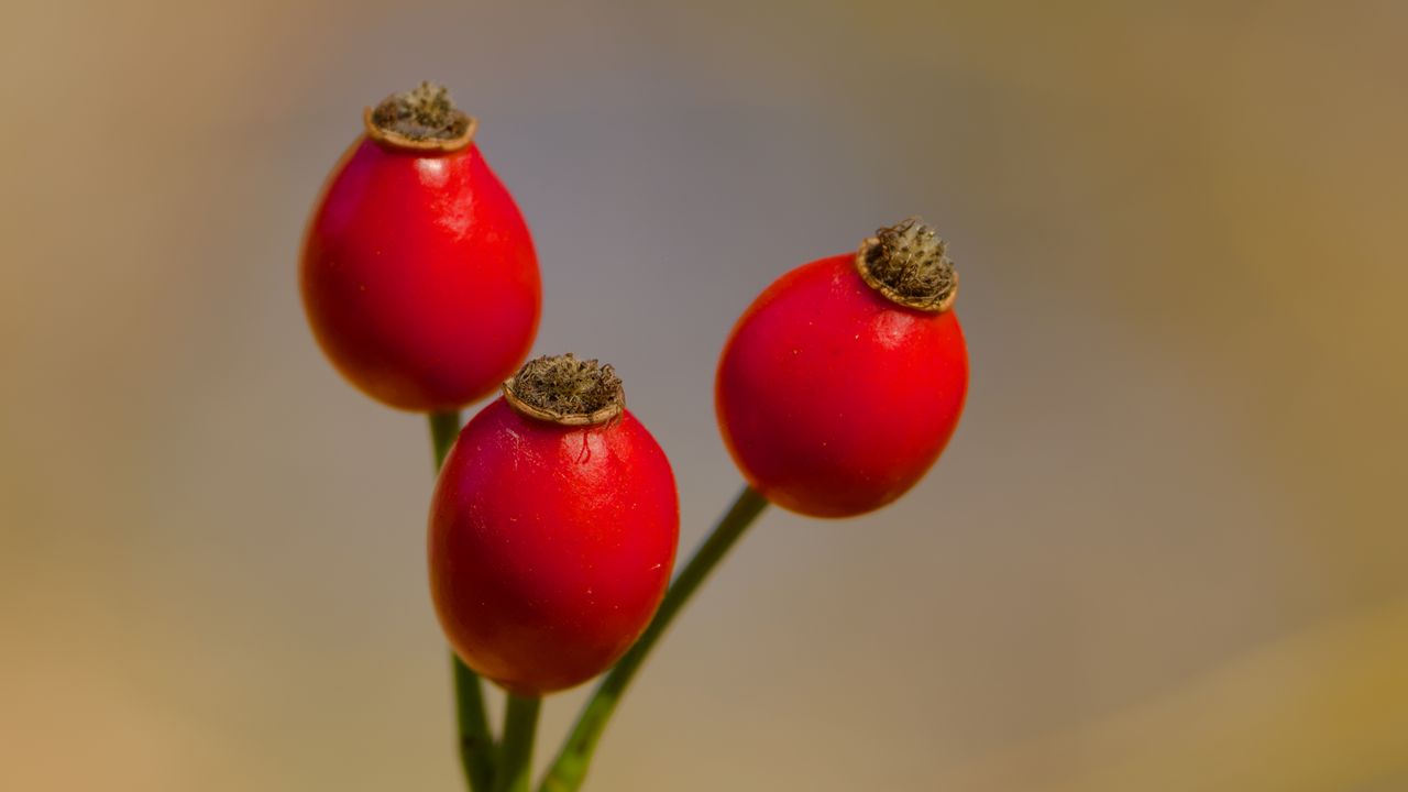 Wallpaper rose hips, berries, autumn, macro, red