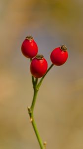 Preview wallpaper rose hips, berries, autumn, macro, red