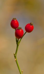 Preview wallpaper rose hips, berries, autumn, macro, red