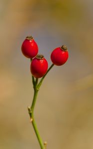 Preview wallpaper rose hips, berries, autumn, macro, red