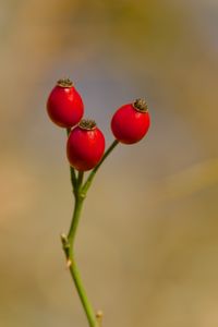 Preview wallpaper rose hips, berries, autumn, macro, red