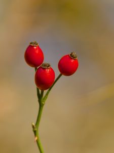 Preview wallpaper rose hips, berries, autumn, macro, red