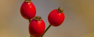 Preview wallpaper rose hips, berries, autumn, macro, red