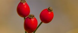 Preview wallpaper rose hips, berries, autumn, macro, red