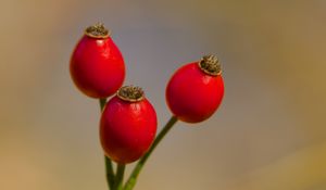 Preview wallpaper rose hips, berries, autumn, macro, red