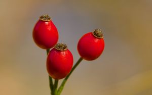 Preview wallpaper rose hips, berries, autumn, macro, red