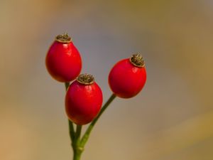 Preview wallpaper rose hips, berries, autumn, macro, red