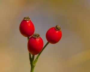 Preview wallpaper rose hips, berries, autumn, macro, red