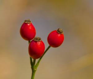 Preview wallpaper rose hips, berries, autumn, macro, red