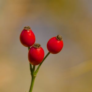 Preview wallpaper rose hips, berries, autumn, macro, red