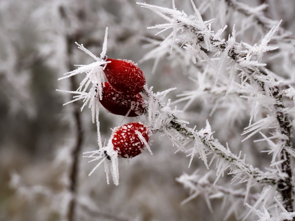 1024x768 Wallpaper rose hips, berries, frost, ice, macro, cold, red, white