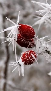 Preview wallpaper rose hips, berries, frost, ice, macro, cold, red, white