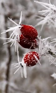 Preview wallpaper rose hips, berries, frost, ice, macro, cold, red, white