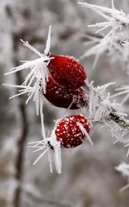 Preview wallpaper rose hips, berries, frost, ice, macro, cold, red, white