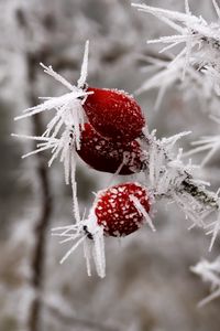 Preview wallpaper rose hips, berries, frost, ice, macro, cold, red, white