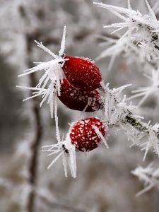 Preview wallpaper rose hips, berries, frost, ice, macro, cold, red, white