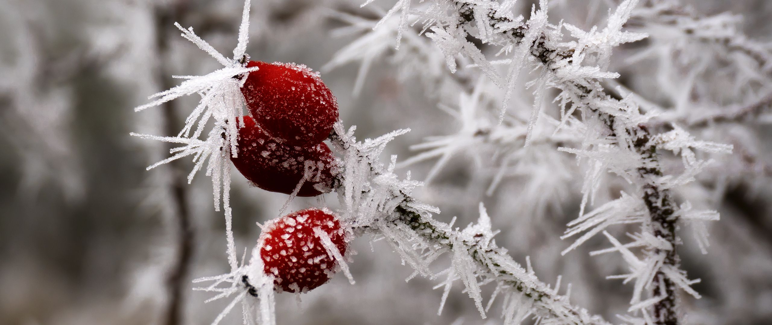 2560x1080 Wallpaper rose hips, berries, frost, ice, macro, cold, red, white