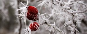 Preview wallpaper rose hips, berries, frost, ice, macro, cold, red, white