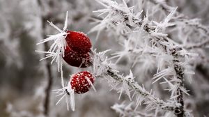 Preview wallpaper rose hips, berries, frost, ice, macro, cold, red, white