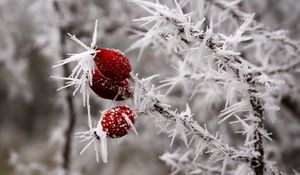 Preview wallpaper rose hips, berries, frost, ice, macro, cold, red, white