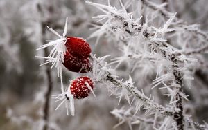 Preview wallpaper rose hips, berries, frost, ice, macro, cold, red, white