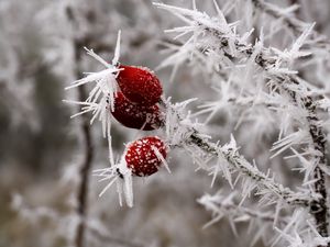 Preview wallpaper rose hips, berries, frost, ice, macro, cold, red, white