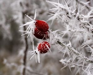 Preview wallpaper rose hips, berries, frost, ice, macro, cold, red, white