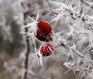 Preview wallpaper rose hips, berries, frost, ice, macro, cold, red, white