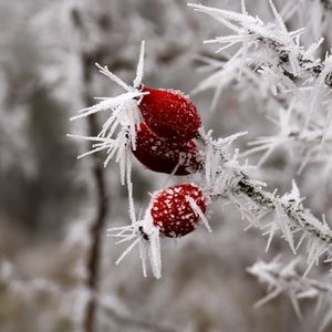 Preview wallpaper rose hips, berries, frost, ice, macro, cold, red, white