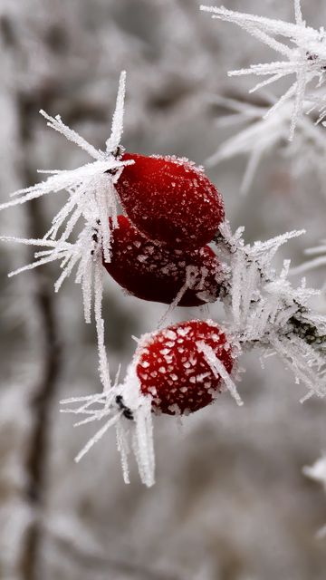 360x640 Wallpaper rose hips, berries, frost, ice, macro, cold, red, white