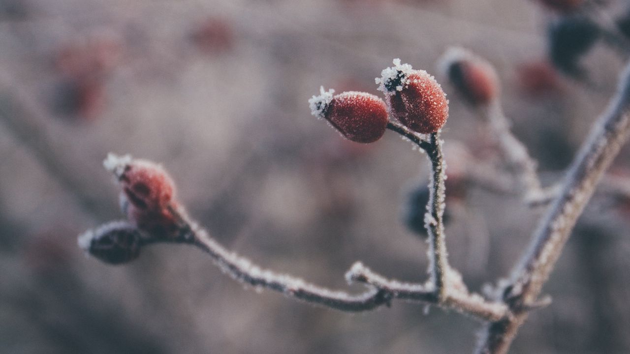 Wallpaper rose hips, berries, frost, macro, plant