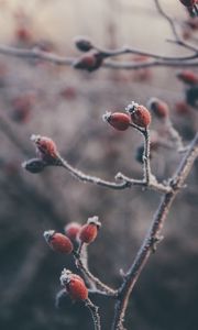 Preview wallpaper rose hips, berries, frost, macro, plant