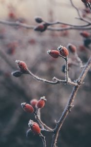 Preview wallpaper rose hips, berries, frost, macro, plant