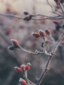 Preview wallpaper rose hips, berries, frost, macro, plant