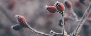 Preview wallpaper rose hips, berries, frost, macro, plant