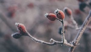 Preview wallpaper rose hips, berries, frost, macro, plant