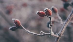 Preview wallpaper rose hips, berries, frost, macro, plant