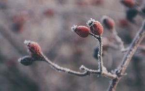 Preview wallpaper rose hips, berries, frost, macro, plant