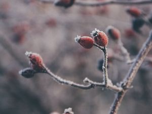 Preview wallpaper rose hips, berries, frost, macro, plant