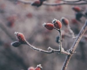 Preview wallpaper rose hips, berries, frost, macro, plant