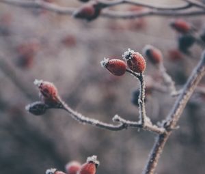 Preview wallpaper rose hips, berries, frost, macro, plant