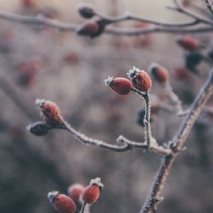 Preview wallpaper rose hips, berries, frost, macro, plant