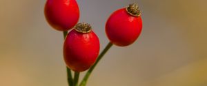 Preview wallpaper rose hips, berries, red, macro