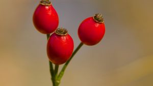 Preview wallpaper rose hips, berries, red, macro