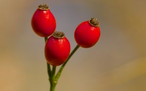 Preview wallpaper rose hips, berries, red, macro