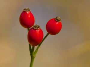 Preview wallpaper rose hips, berries, red, macro